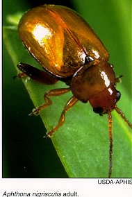 Apthona nigriscutis, a brown beetle, 1/16 inch long